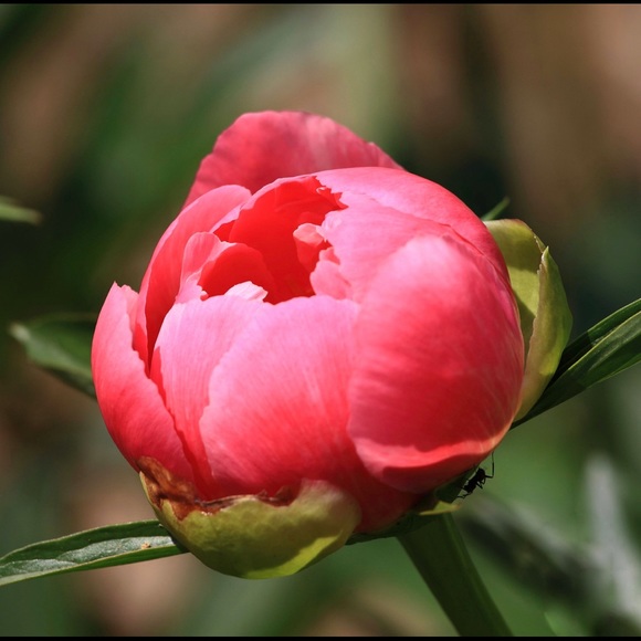 🌺Meet your Posher, Natalya🌺 - Picture 2 of 4